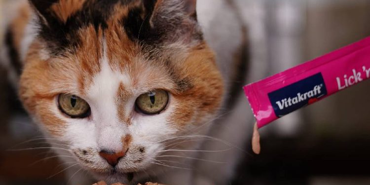 Snack para gatos: El rey de los robos en farmacias