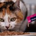 Snack para gatos: El rey de los robos en farmacias