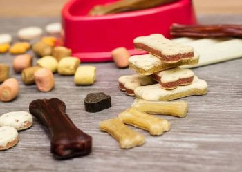Snacks que Enamoran: Recompensas para tus Mascotas
