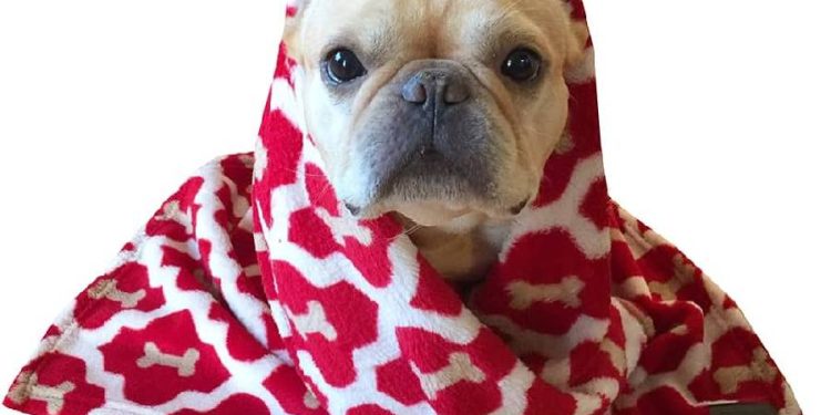 Tall Tails rinde homenaje a los veteranos con 400 mantas para perros