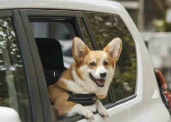 Uber Pet: Transporte seguro para tus mascota