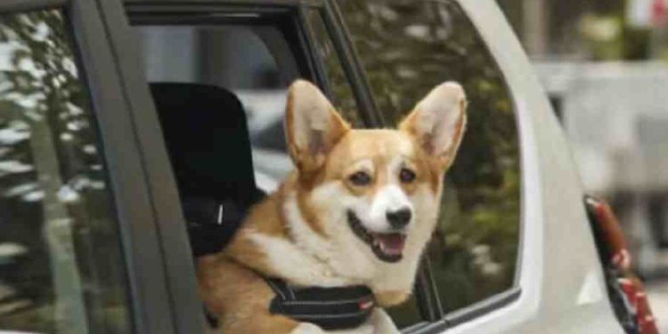 Uber Pet: Transporte seguro para tus mascota