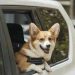Uber Pet: Transporte seguro para tus mascota