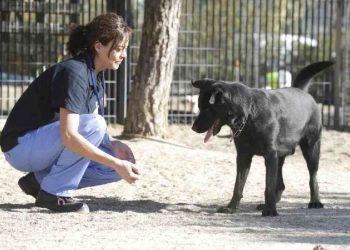 Unidos por nuestros animales