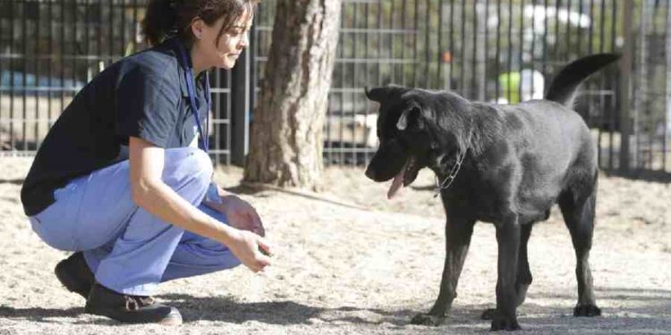 Unidos por nuestros animales