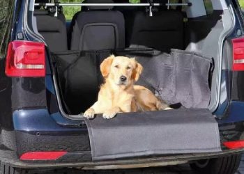 Viajes seguros y cómodos para tu mascota