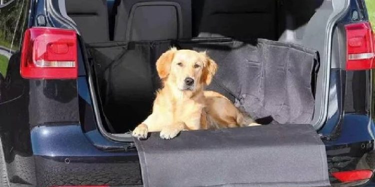 Viajes seguros y cómodos para tu mascota