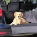 Viajes seguros y cómodos para tu mascota