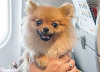 Viajes Seguros y Cómodos para tu Mascota