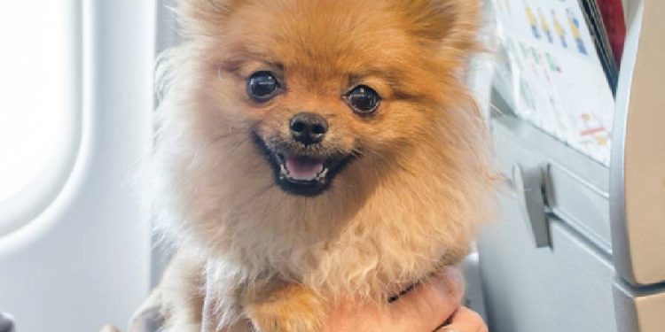 Viajes Seguros y Cómodos para tu Mascota