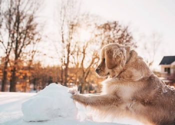 ¡Prepárate para el Invierno con Tu Mascota!