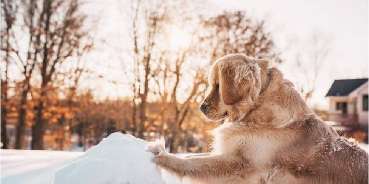 ¡Prepárate para el Invierno con Tu Mascota!