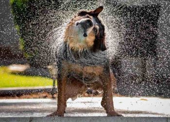 ¿Por qué los perros se sacuden?