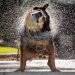 ¿Por qué los perros se sacuden?