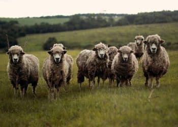 Día internacional de los derechos de los animales: Un valor esencial en nuestro ecosistema