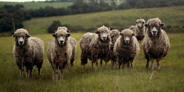 Día internacional de los derechos de los animales: Un valor esencial en nuestro ecosistema
