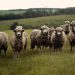 Día internacional de los derechos de los animales: Un valor esencial en nuestro ecosistema