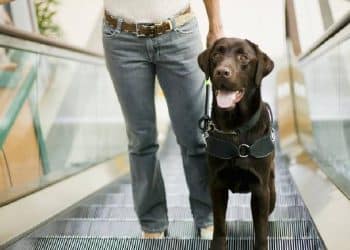 Canitas fortalece la oferta pet friendly de Sambil Outlet en Madrid