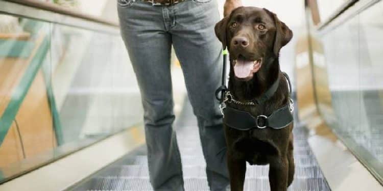 Canitas fortalece la oferta pet friendly de Sambil Outlet en Madrid