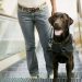 Canitas fortalece la oferta pet friendly de Sambil Outlet en Madrid