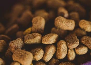 Alerta por alimentos para perros contaminados en siete estados: ¿Qué hacer?
