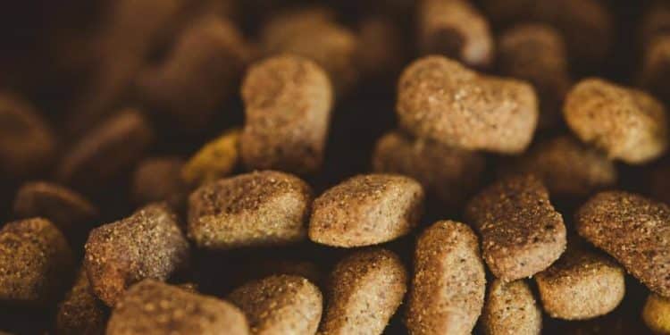 Alerta por alimentos para perros contaminados en siete estados: ¿Qué hacer?