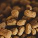 Alerta por alimentos para perros contaminados en siete estados: ¿Qué hacer?