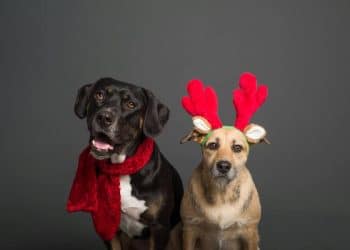 El consumo de buñuelo y natilla en Navidad, ¿Trae consecuencias en las mascotas?