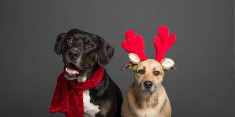 El consumo de buñuelo y natilla en Navidad, ¿Trae consecuencias en las mascotas?