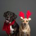 El consumo de buñuelo y natilla en Navidad, ¿Trae consecuencias en las mascotas?