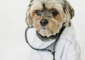 Uniformes escolares reciclados: Creatividad y sostenibilidad para productos de mascotas