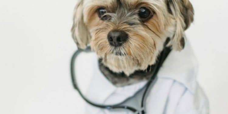 Uniformes escolares reciclados: Creatividad y sostenibilidad para productos de mascotas