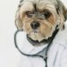 Uniformes escolares reciclados: Creatividad y sostenibilidad para productos de mascotas