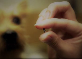 Panorama del mercado de microchips de identificación de mascotas: 2024-2031