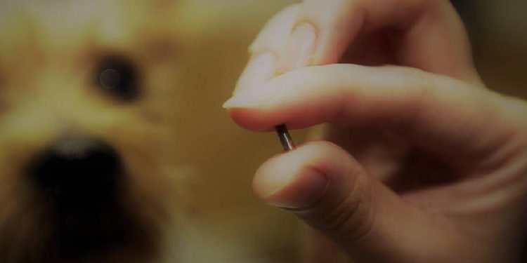 Panorama del mercado de microchips de identificación de mascotas: 2024-2031