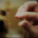 Panorama del mercado de microchips de identificación de mascotas: 2024-2031