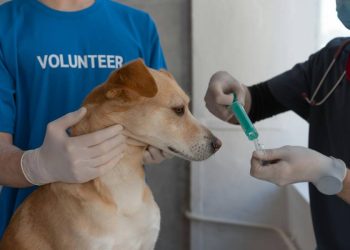 Seguros para Mascotas: Mucho más que cobertura médica