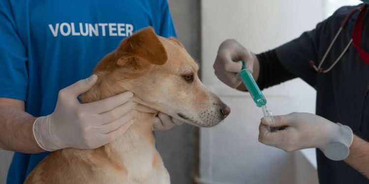 Seguros para Mascotas: Mucho más que cobertura médica