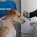 Seguros para Mascotas: Mucho más que cobertura médica