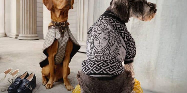 El mercado de lujo para mascotas se ha consolidado como un segmento en auge