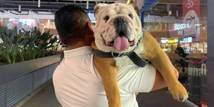 Estas son las plazas comerciales de la CDMX que aceptan mascotas