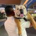 Estas son las plazas comerciales de la CDMX que aceptan mascotas