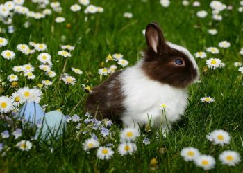 Lanzan nuevas guías nutricionales para conejos domésticos en europa