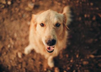 Teddy, el perro que recaudó más de 400 mil dólares para la causa animal