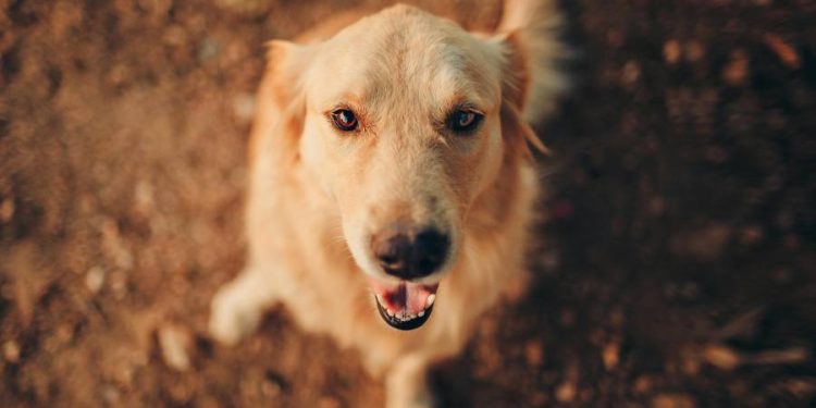 Teddy, el perro que recaudó más de 400 mil dólares para la causa animal