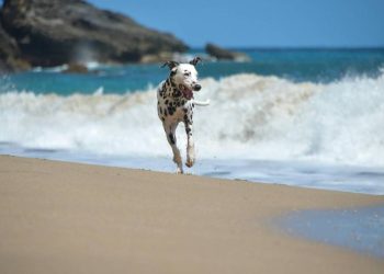 Mar del plata se convirtió en el destino pet friendly este verano