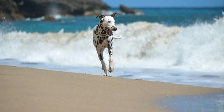 Mar del plata se convirtió en el destino pet friendly este verano