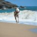 Mar del plata se convirtió en el destino pet friendly este verano