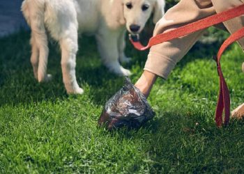 La empresa que transforma los excrementos de mascotas en abono ecológico
