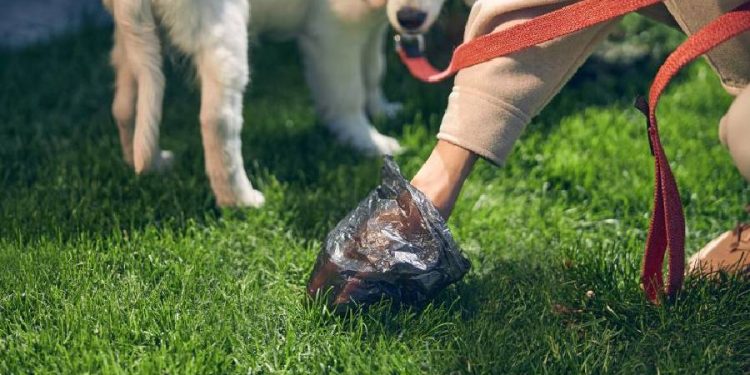 La empresa que transforma los excrementos de mascotas en abono ecológico